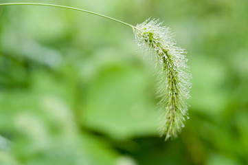 Setaria viridis (green foxtail) in Japan is called: Enokorogusa. Plant with raindrops. Isolated on green blurred background.