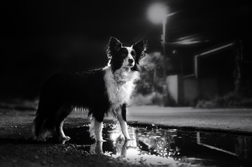border collie dog beautiful portrait in the night city reflection in a puddle night