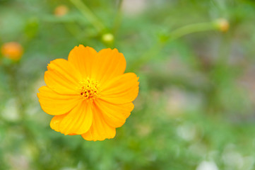 Beautiful Cosmos sulphureus (sulphur cosmos) Flower. Close-up. Copy space.