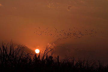 sunset over field