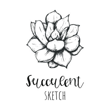 Succulent isolated hand drawn illustration, sketch succulent flower.