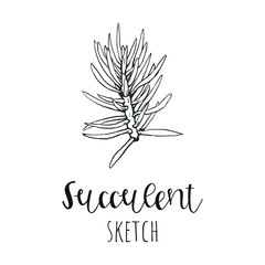 Succulent isolated hand drawn illustration, sketch succulent flower.