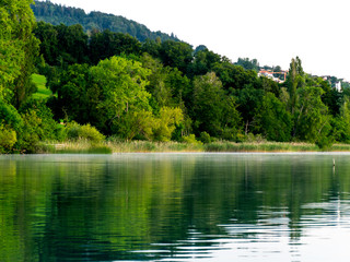 view of the lake at dawn early in the morning, the shore overgrown with trees