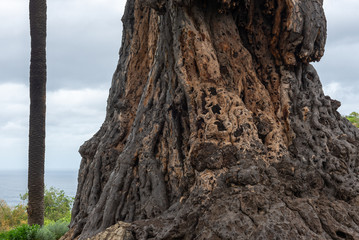 Trunk of the old millenary Dragon Tree of Icod de los Vinos, Tenerife Island, Spain