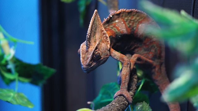 Chameleon red and orange in the close-up of terrarium reptile lizard