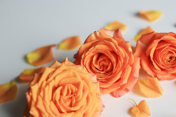 Background with orange roses and petals