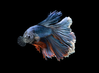 blue and yellow siamese fighting fish betta on black background,