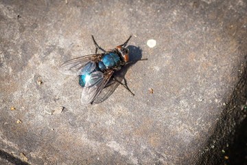 Fly Macro