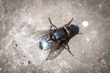 Fly Macro