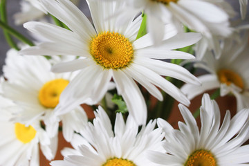 white daisies 