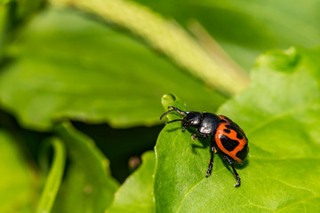 Swamp Milkweed Leaf Beetle (Labidomera clivicollis)