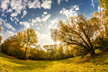 Fototapeta premium Autumn Leaves