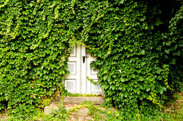 Eine von Efeu zugewachsene Eingangstür eines verlassenen Hauses, das lange nicht betreten wurde. 