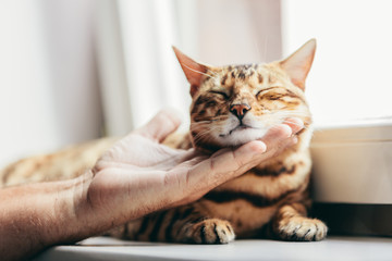 Bengal cat smile being stroked by man's hand