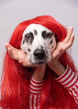 Cute Dalmatian Dog Red Hair Red Background Fashionable 59 OFF
