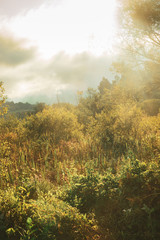 Fototapeta premium Beautiful morning landscape with sunlight, haze, trees and brush