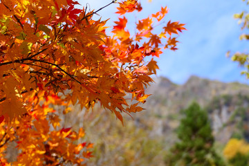 上信越国立公園。紅葉の戸隠神社奥社参道より戸隠連山を望む。長野　日本。１０月下旬。