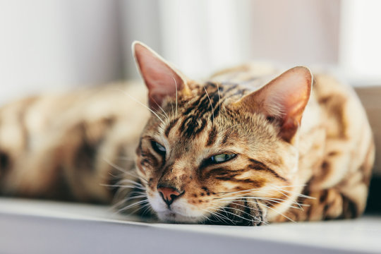 Bengal cat resting and relaxing while lying on a window sill at home