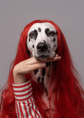 Portrait of dalmatian dog with red wig hair, having sincere and gentle look holding hands under...