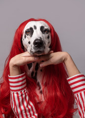 Portrait of dalmatian dog with red wig hair, having sincere and gentle look holding hands under...