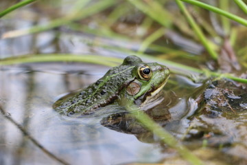 Common water frog in (Rana esculenta) swimming in a pond in Germany and looking out of the water, focus is on the black and yellow eye.