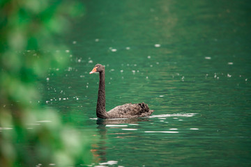 Siberian swan at the Emerald lake near Baikal lake area