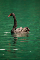 Obraz premium Siberian swan at the Emerald lake near Baikal lake area