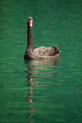 Obraz premium Siberian swan at the Emerald lake near Baikal lake area