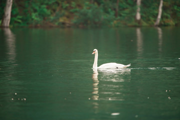 Siberian swan at the Emerald lake near Baikal lake area