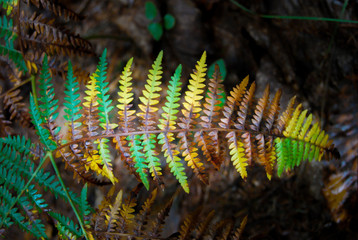 Single leaf of autumn fern