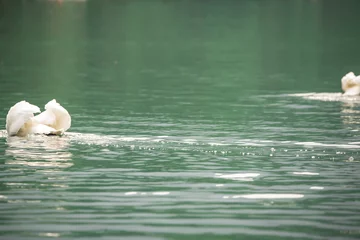 Papier peint photo  Siberian swan at the Emerald lake near Baikal lake area  © olgalee