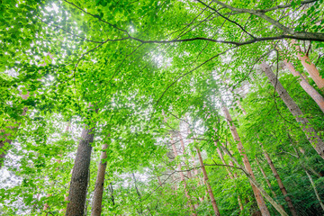 Fototapeta premium 森の中の鮮やかな新緑の木