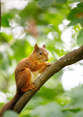 red squirrel sitting on a tree in the forest in austria