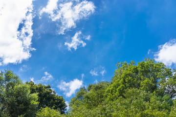 Obraz premium 青空と新緑の木