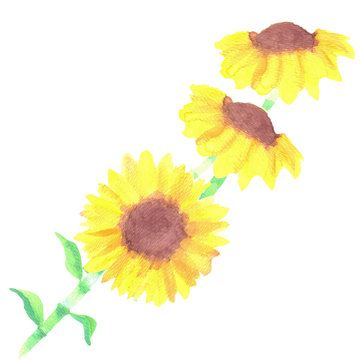 Sunflowers or Helianthus flowers watercolor floral bunch