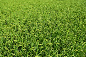 Obraz premium 夏の田圃風景