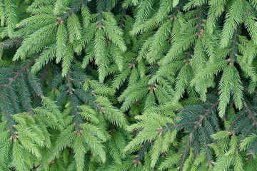 Blue spruce, green spruce in summer. background