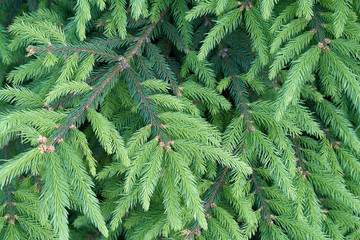 Blue spruce, green spruce in summer. background