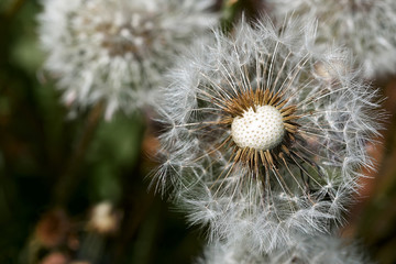 Lot of dandelion. white ball of seeds on green grass. background. close up