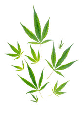 Cannabis Leaves on white background. Top view