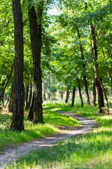 Path in the forest