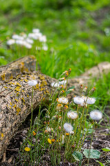 Spring flowers on the forest field