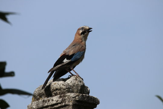 Vogel Eichelh&auml;her Garrulus glandarius