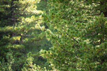 Branches of a swiss stone pine with stone pine cones