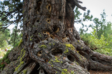 Fototapeta na wymiar Branches of a swiss stone pine with stone pine cones