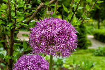 Allium Ambassador onion flower