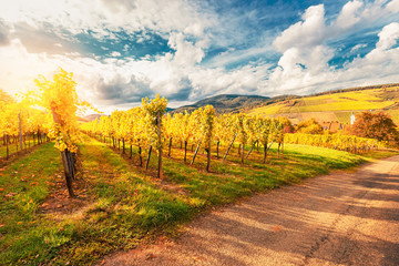 Landscape with autumn vineyards in region Alsace, France