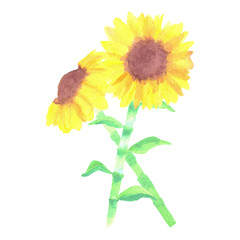 Sunflowers or Helianthus flowers a symbol of adoration and loyalty watercolor painting