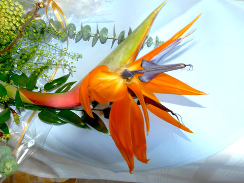 Paradiesblume