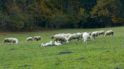 Obraz premium Sheep are playing